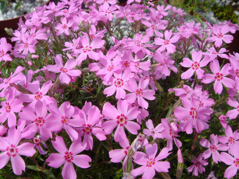 Phlox subulata 'Daisy Hill' en fleurs sur un affleurement rocheux dans l'est des États-Unis